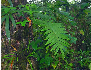 Cloud forest botanical tour in Boquete, Panama