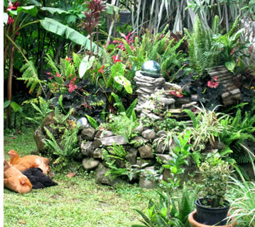 Garden at Finca Luz Eco-Farm in Boquete, Panama